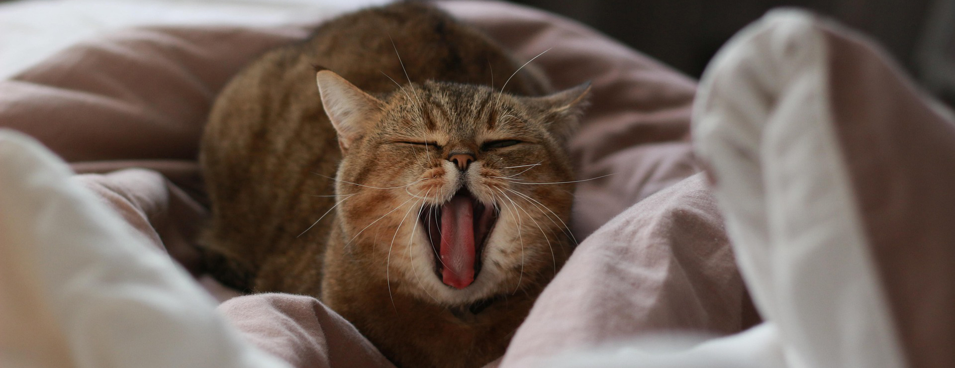 Revival Animal Health 4 Revival Animal Health -Revival Animal Health cat 4542301 1920