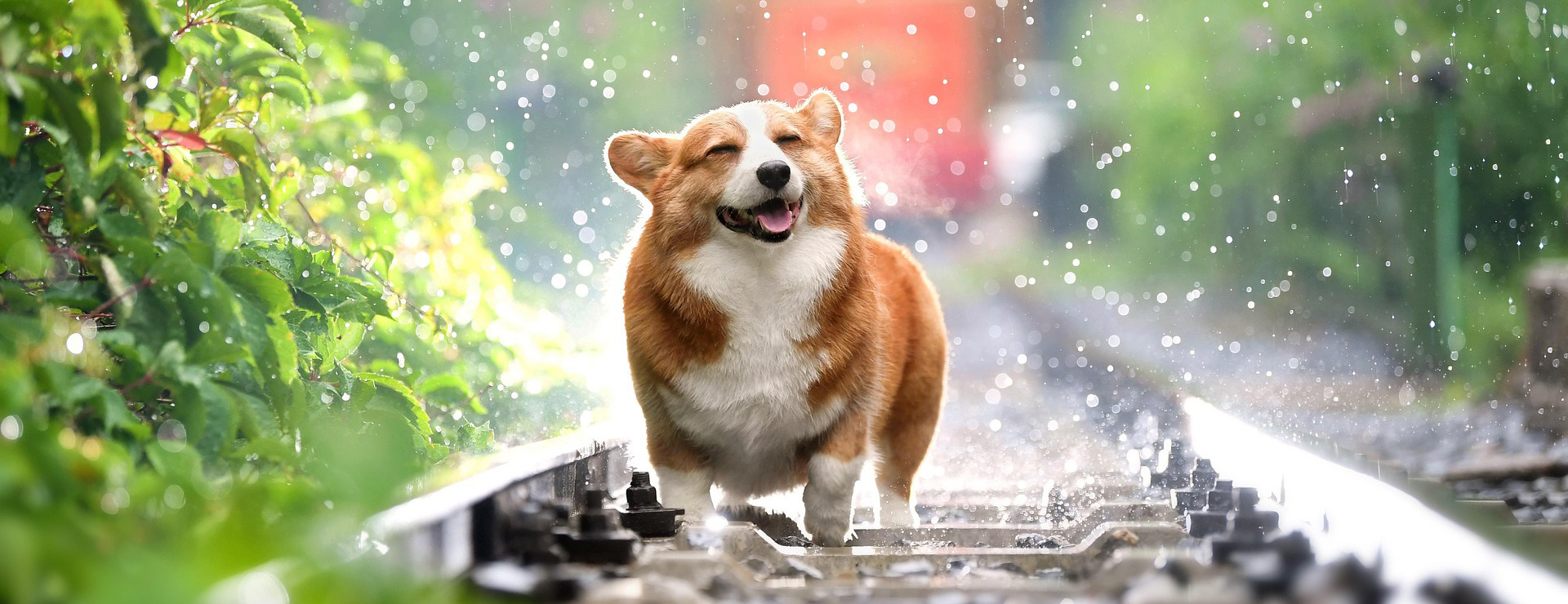 Revival Animal Health 2 Revival Animal Health -Revival Animal Health corgi 4415649 1920